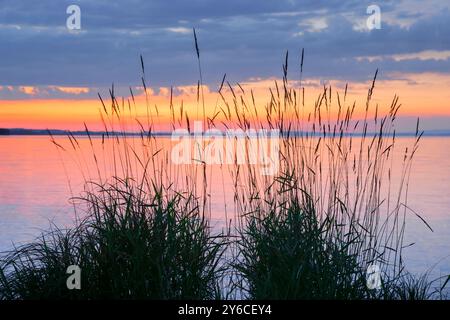 Blick über den Bodensee bei einem farbenfrohen Sonnenuntergang mit Schilf im Vordergrund. Kanton Thurgau, Schweiz Stockfoto