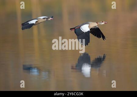 Ägyptische Gans (Alopochen aegyptiacus). Ein paar, das über einen See schwirrt. Deutschland Stockfoto