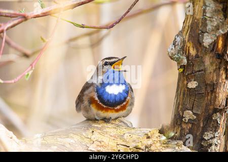 Weißfleckiger Bluethroat (Luscinia svecica cyanecula). Männlich auf einem Baumstamm, singt. Deutschland Stockfoto