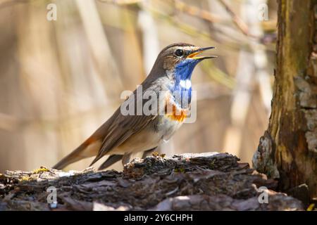 Weißfleckiger Bluethroat (Luscinia svecica cyanecula). Männlich auf einem Baumstamm, singt. Deutschland Stockfoto