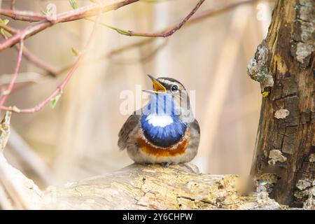 Weißfleckiger Bluethroat (Luscinia svecica cyanecula). Männlich auf einem Baumstamm, singt. Deutschland Stockfoto