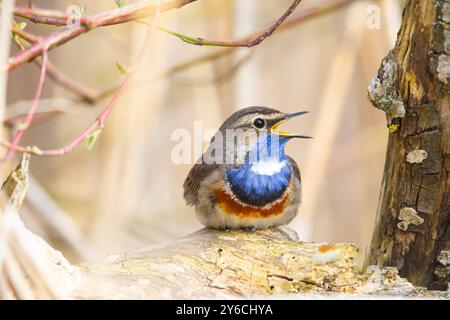 Weißfleckiger Bluethroat (Luscinia svecica cyanecula). Männlich auf einem Baumstamm, singt. Deutschland Stockfoto