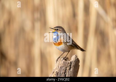 Weißfleckiger Bluethroat (Luscinia svecica cyanecula). Mann, der auf einem abgebrochenen Ast steht. Deutschland Stockfoto