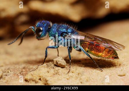 Kuckucksucher (Chrysis sp.) In der Nähe einer Nisthilfe. Kuckuckswespen leben parasitär auf einer Vielzahl von Bienen und Wespen. Die Weibchen legen ihre Eier einzeln in die Nester ihrer Wirte. Die Larve isst zuerst das Ei oder die bereits geschlüpfte Larve ihres Wirtes und dann ihre Nahrungsversorgung. Dann verpuppt sie sich im fremden Nest. Deutschland Stockfoto