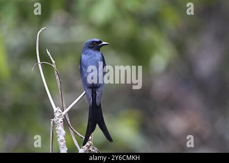 Ashy Drongo, Dicrurus leucophaeus, Pangolakha Wildlife Sanctuary, Sikkim, Indien Stockfoto