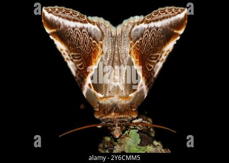 Buff Arches (Habrosyne pyritoides). Motte auf einem Ast. Deutschland Stockfoto