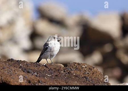 Black Redstart, Phoenicurus ochruros, Ladakh, Indien Stockfoto