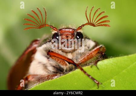 Gemeiner Cockchafer, Maybug (Melolontha melolontha), Kopf eines Mannes. Männliche Chafer haben sieben „Blätter“ auf ihren Antennen, während die Weibchen nur sechs haben. Deutschland Stockfoto