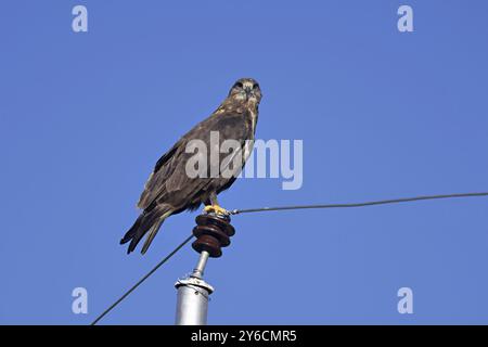 Bergbussard, Buteo Hemilasius, Tsokar, Ladakh, Indien Stockfoto