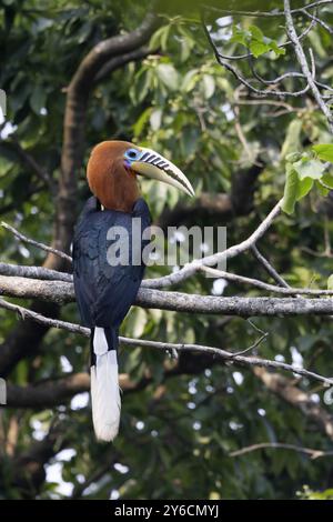 Nashornschnabel, Aceros nipalensis, Westbengalen, Indien Stockfoto