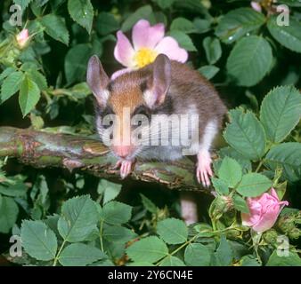 Gartendormaus (Eliomys quercinus) in einer blühenden Wildrose im Frühjahr. Deutschland Stockfoto