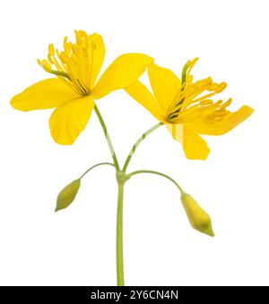 Celandine Blüten isoliert auf weißem Hintergrund Stockfoto