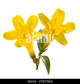 Gelsemium sempervirens auf weißem Hintergrund Stockfoto