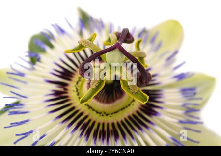 Passionsblume auf weißem Hintergrund Stockfoto