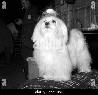 DOGS SHOW IN LONDON - MALTESE TERRIER; 31. OKTOBER 1963 Stockfoto