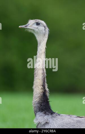 Grossrhea (Rhea americana). Porträt des erwachsenen Mannes. Mecklenburg-Vorpommern, Deutschland Stockfoto