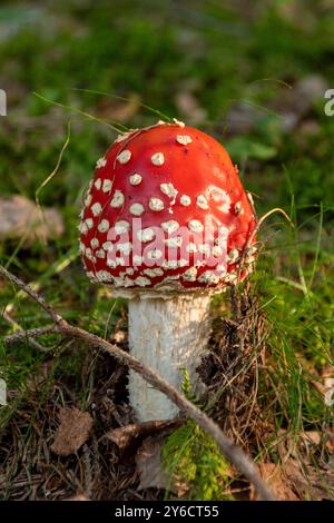 Nahaufnahme eines tödlichen Pilzes von Amanita phalloides, der seine unverwechselbare Kappe und detaillierte Textur in natürlichem Licht zeigt. Stockfoto