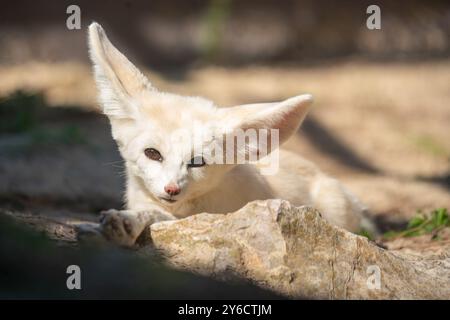 Fennec Fuchs (Vulpes zerda), der auf dem Sand in der Nähe eines Felsens liegt und auf die Kamera blickt Stockfoto