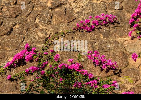 Steinmauer mit violetten Bougainvillea-Blumen Stockfoto