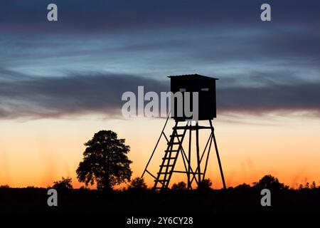 Hirsche stehen im Maisfeld. Sommer, Schleswig-Holstein, Deutschland Stockfoto