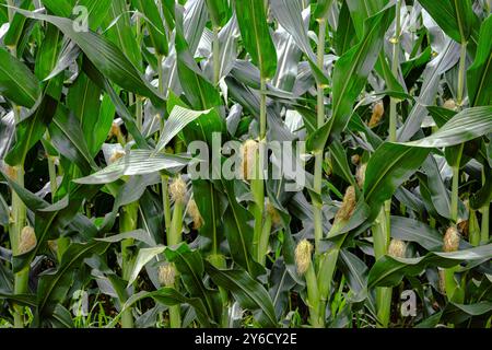 Landwirtschaftlicher Hintergrund von grünem Feldmais (Zea mays) im Blasenstadium mit bildenden Ohren und Seide. Stockfoto