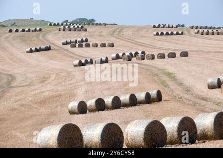 Ballen von frisch geerntetem Heu auf einem Feld in Kimmeridge, Dorset, England Stockfoto