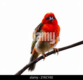 Der isolierte Rote Fody (Foudia madagascariensis) sitzt auf einem Ast. Stockfoto