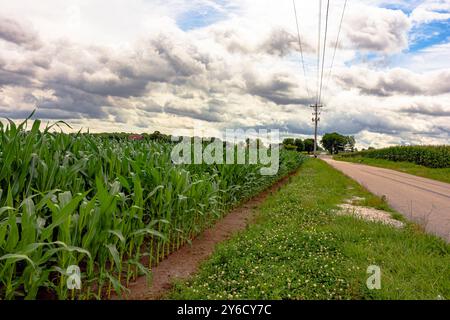 Ländliche Landschaft mit Feldmais (Zea mays) auf beiden Seiten einer leeren, zweispurigen Straße. Stockfoto