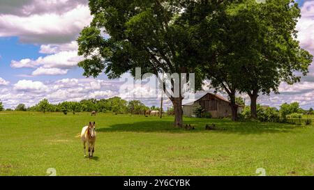 Landlandschaft eines einsamen Pferdes im Vordergrund mit alter Holzscheune und anderen Pferden im Hintergrund. Stockfoto