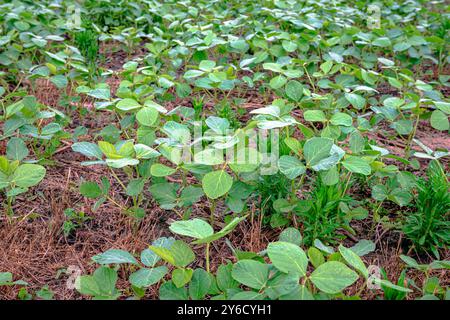 Nahaufnahme von jungen Sojabohnenpflanzen (Glycine max) in einem NO-Till-Feld in Kentucky. Stockfoto