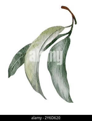 Lorbeerblatt mit Aquarellfarbe. Abbildung: Hand gezogenes Feld Blätter. Kräuter-Objekt isoliert auf weißem Hintergrund. Küchenkräuter und Gewürze Banner. Stockfoto