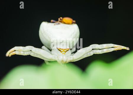 Weiße Krabbenspinne mit einer kleinen Spinne auf dem Rücken posiert auf einem grünen Blatt in ihrem natürlichen Lebensraum und zeigt Tiere aus nächster Nähe. Stockfoto