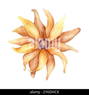 Rudbeckia-Blume in gelb gefärbter Aquarellillustration isoliert. Aster, Susan mit schwarzen Augen, Hand gezeichnet in botanischer Skizze. Sonnenblume im Herbst Stockfoto