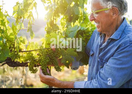 Senior Mann, der Bio-Trauben auf Weinproduktion in Bio-Weinbergen überprüft - Kleinunternehmen und Erntekonzept - Schwerpunkt auf dem zentralen Obstbündel Stockfoto