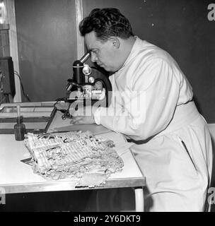 MARIO PINZUTI UNTERSUCHT BESCHÄDIGTES BUCH IN ROM; 25. APRIL 1963 Stockfoto