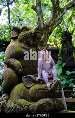 Indonesien, Bali, Ubud Stadt, Affenwald, Makaken Stockfoto
