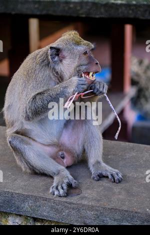 Indonesien, Bali, Bukit Halbinsel, Uluwatu Tempel, Affen stehlen Gläser Stockfoto
