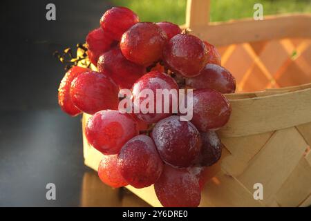 Eine Nahaufnahme von roten Trauben am frühen Morgen bedeckt mit Tautropfen Stockfoto