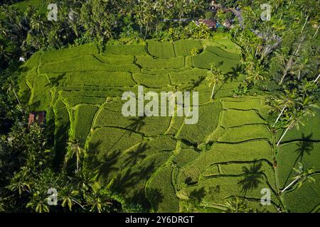 Indonesien, Bali, Ubud, Tegallalang, Ceking Reis Terrassen Stockfoto