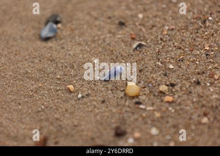 Ein Foto von Muscheln und kleinen Kieselsteinen, die im Sand liegen Stockfoto