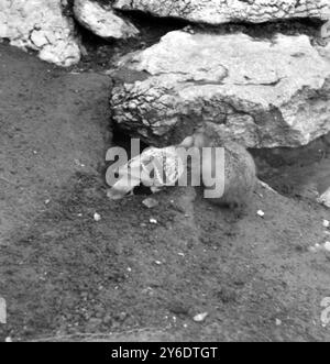 BIRDS PIGEONS VERSUCHT PINCH MURMOTS FUTTER IM LONDON ZOO ; 14. MÄRZ 1963 Stockfoto