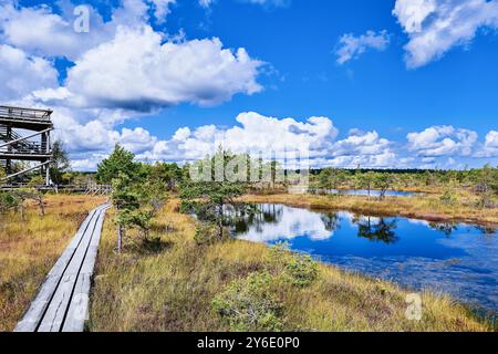 Im Sommer auf dem Hochmoor. Nationalpark Kemeri in Lettland. Naturhintergrund Stockfoto