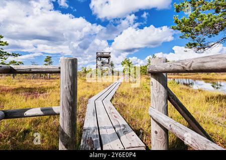 Promenade auf dem Hochmoor. Nationalpark Kemeri in Lettland. Naturhintergrund Stockfoto