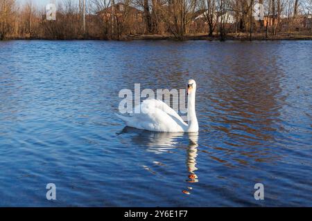 Weißer Schwan schwimmt im blauen Wasser des Sees. Schwäne schwimmen auf dem Wasser in der Natur Stockfoto