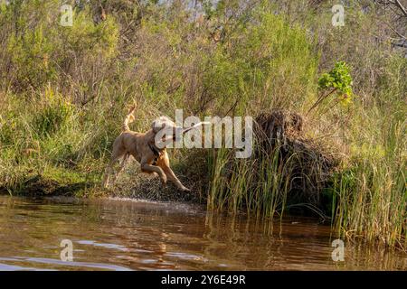 Ein goldener Retriever, der mit einem Stock im Mund aus dem Wasser läuft, in einer üppigen, grünen natürlichen Umgebung. Stockfoto