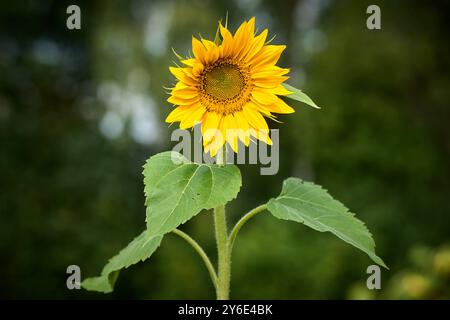 Dasing, Bayern, Deutschland - 23. September 2024: Eine einzige, helle Sonnenblume steht im Vordergrund vor einem verschwommenen Hintergrund. Die leuchtenden gelben Blütenblätter und das satte Grün der Blätter symbolisieren Sommer und Lebensfreude *** eine einzelne, leuchtende Sonnenblume steht im Vordergrund vor einem unscharfen Hintergrund. Ihre kräftigen gelben Blütenblätter und das satte Grün der Blätter symbolisieren Sommer und Lebensfreude Stockfoto