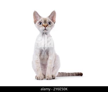 Entzückendes Devon Rex Katzenkätzchen, mit Blick nach vorne. Mit blauen Augen direkt in die Kamera schauen. Isoliert auf weißem Hintergrund. Stockfoto
