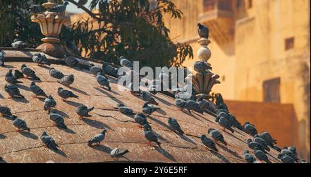 Tauben Sitzen Auf Einem Der Dächer Von Gate. Amer Fort Oder Amber Fort Ist Im Hintergrund Sichtbar. Amber Fort, Amer Palace Ist Ein Großartiges Beispiel Für Rajput Stockfoto