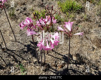 Wunderschöne rosa Osterlilie oder Amaryllis Belladonna in der Sonne. Stockfoto