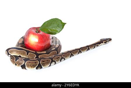 Königliche Python mit rotem Apfel auf weißem Hintergrund Stockfoto